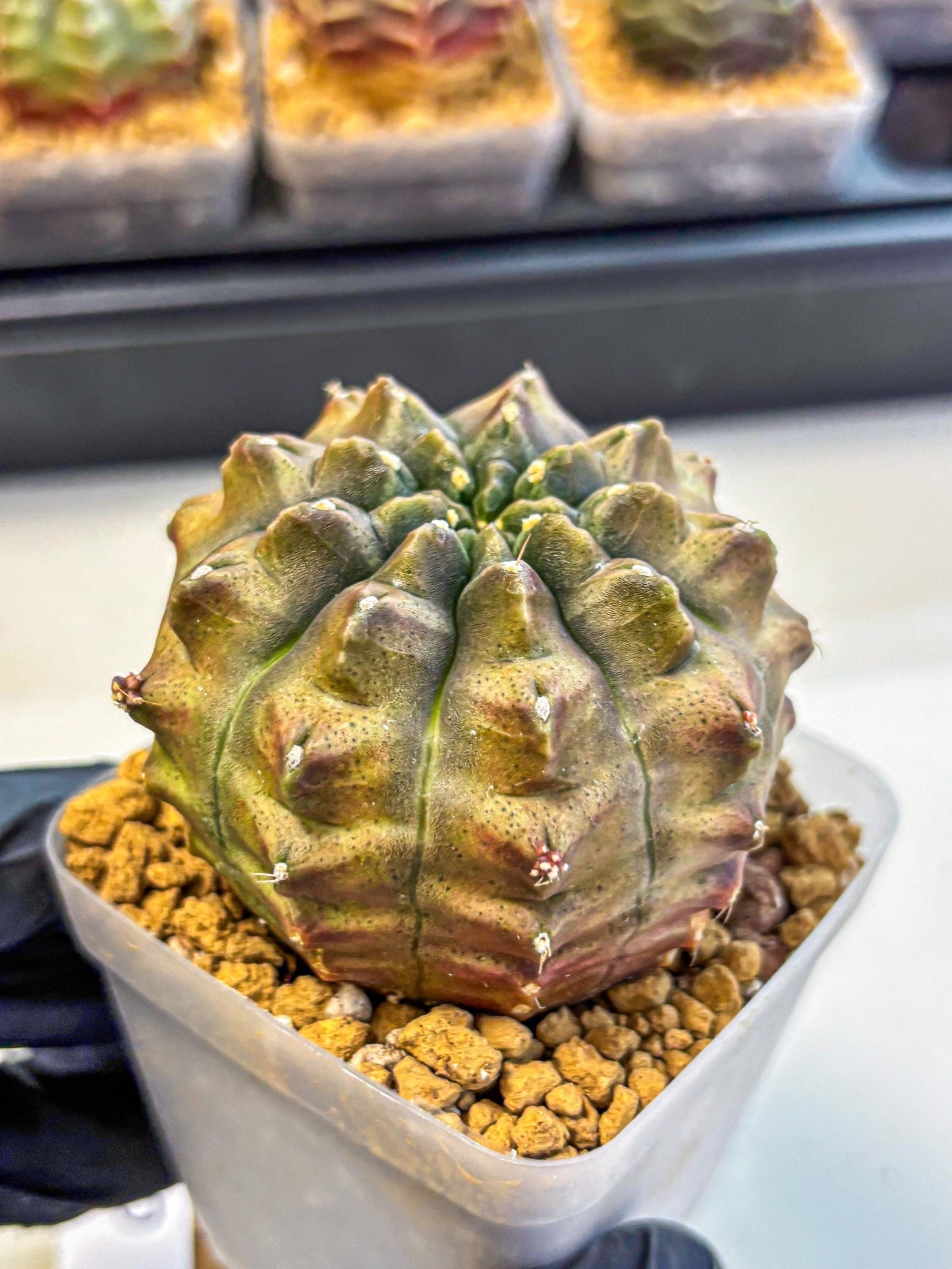 Gymnocalycium Aas DayDream (gy20) (08) | Rare Hybrids
