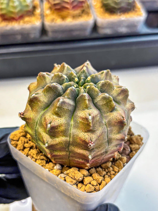 Gymnocalycium Aas DayDream (gy20) (08) | Rare Hybrids