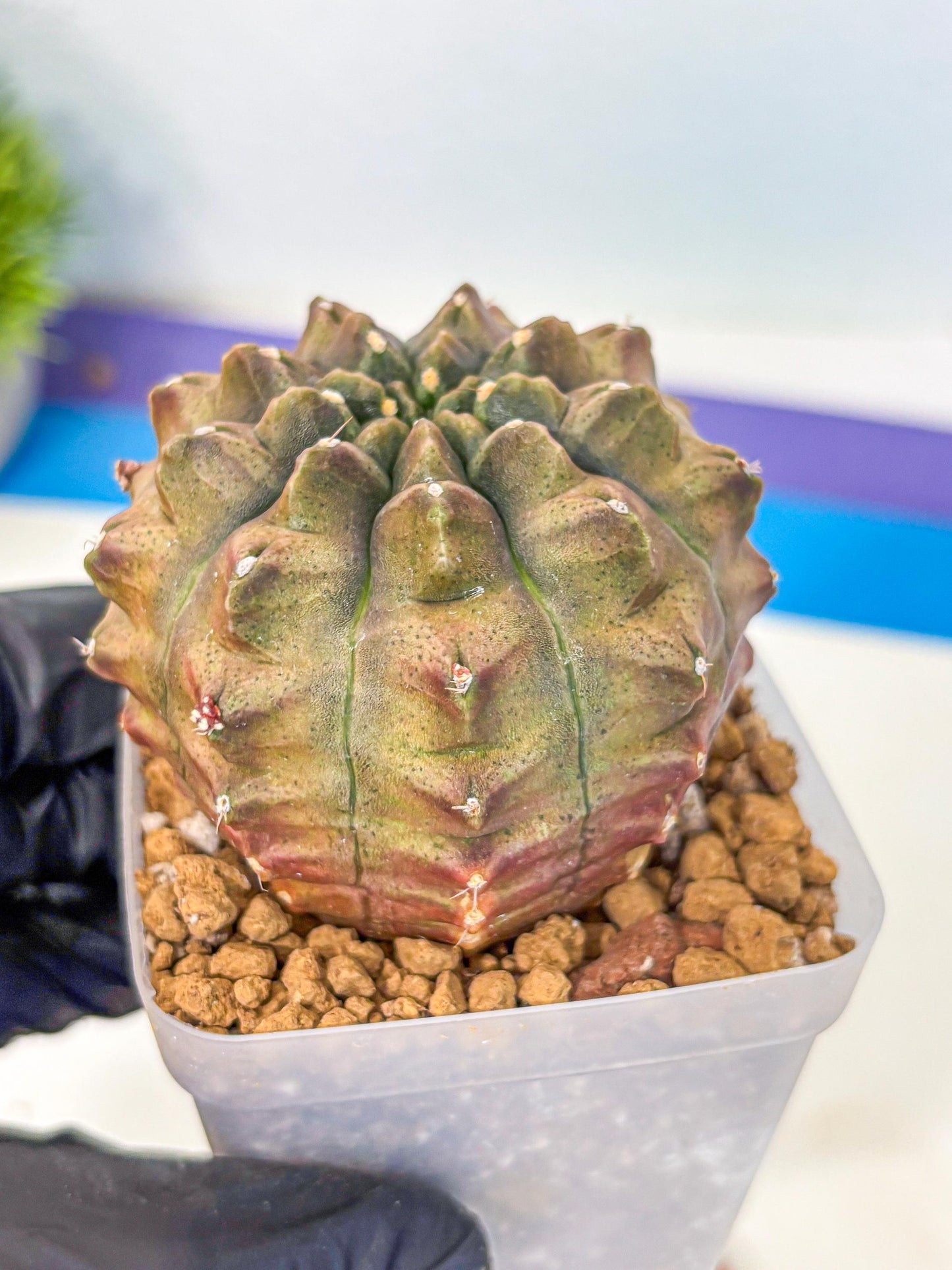 Gymnocalycium Aas DayDream (gy20) (08) | Rare Hybrids