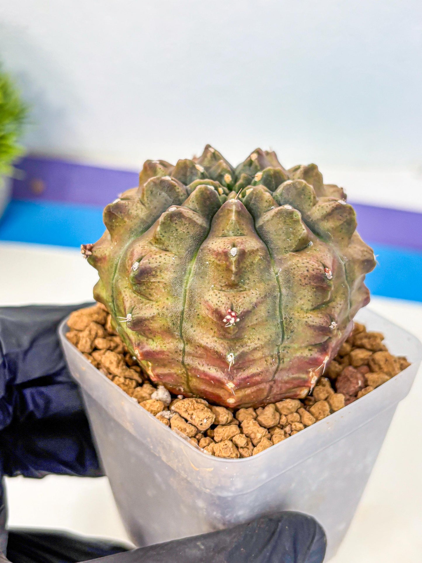 Gymnocalycium Aas DayDream (gy20) (08) | Rare Hybrids