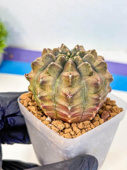 Gymnocalycium Aas DayDream (gy20) (08) | Rare Hybrids