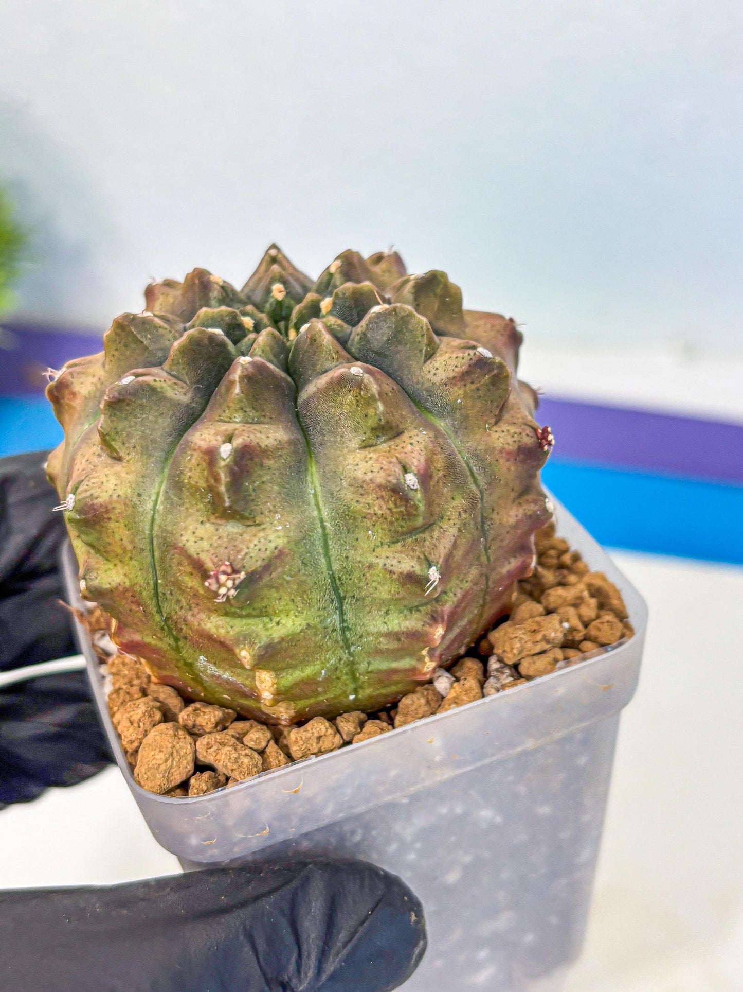 Gymnocalycium Aas DayDream (gy20) (08) | Rare Hybrids