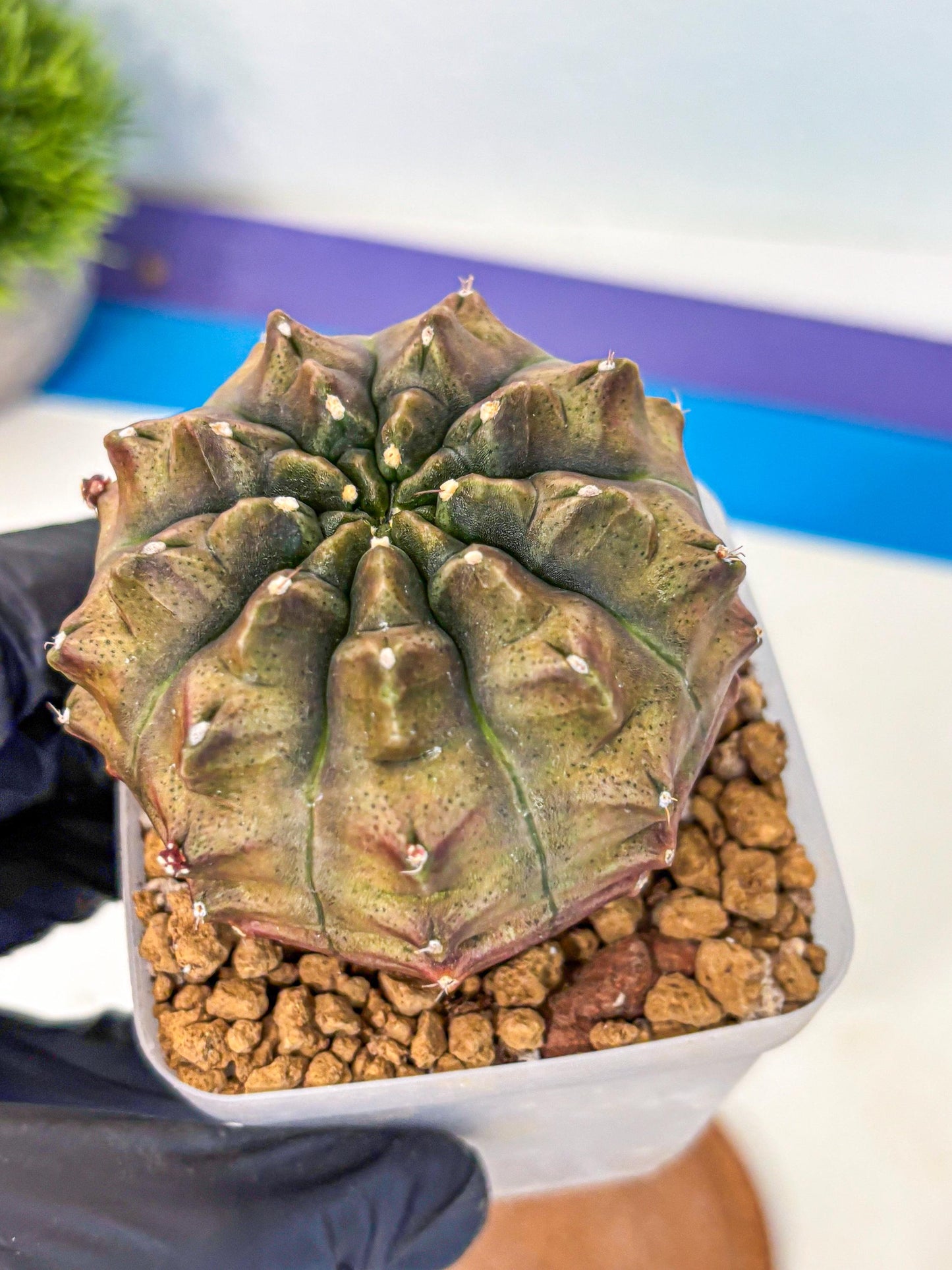 Gymnocalycium Aas DayDream (gy20) (08) | Rare Hybrids