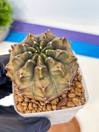 Gymnocalycium Aas DayDream (gy20) (08) | Rare Hybrids