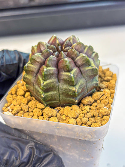 Gymnocalycium Aas DayDream (gy20) (09) | Rare Hybrids