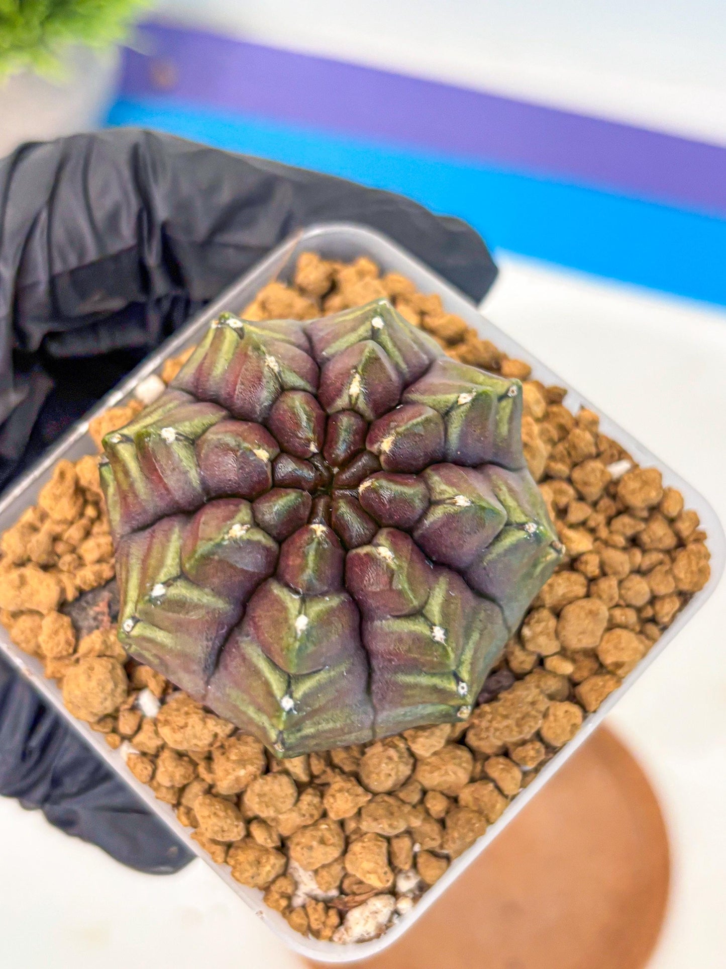 Gymnocalycium Aas DayDream (gy20) (09) | Rare Hybrids