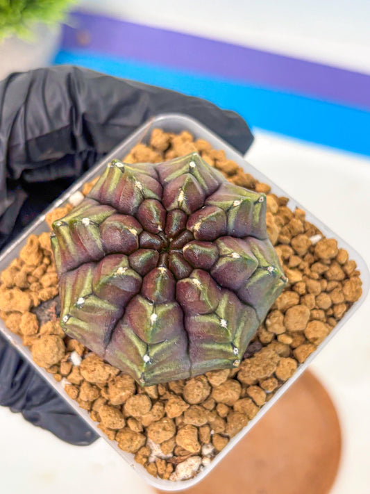 Gymnocalycium Aas DayDream (gy20) (09) | Rare Hybrids
