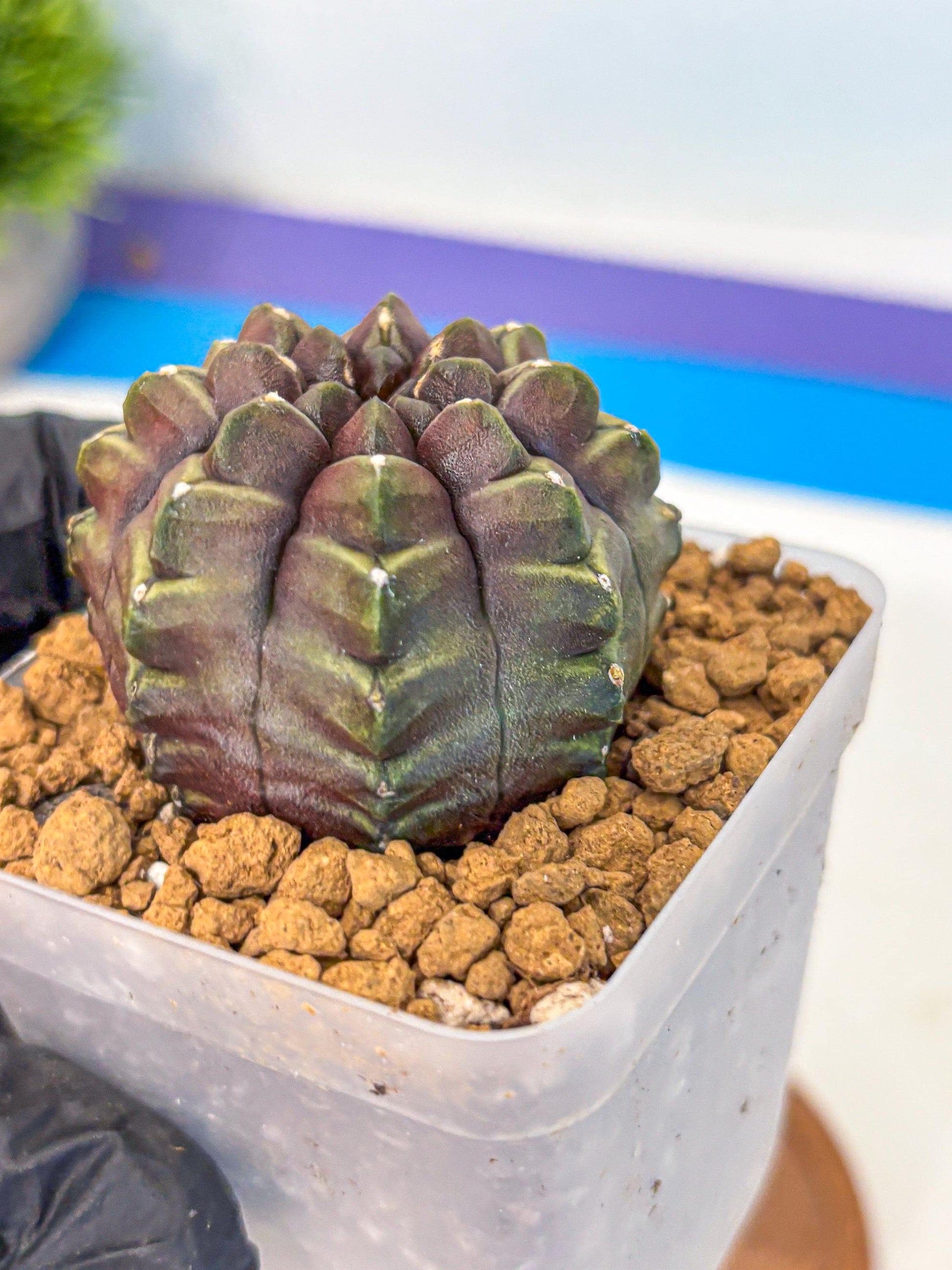 Gymnocalycium Aas DayDream (gy20) (09) | Rare Hybrids