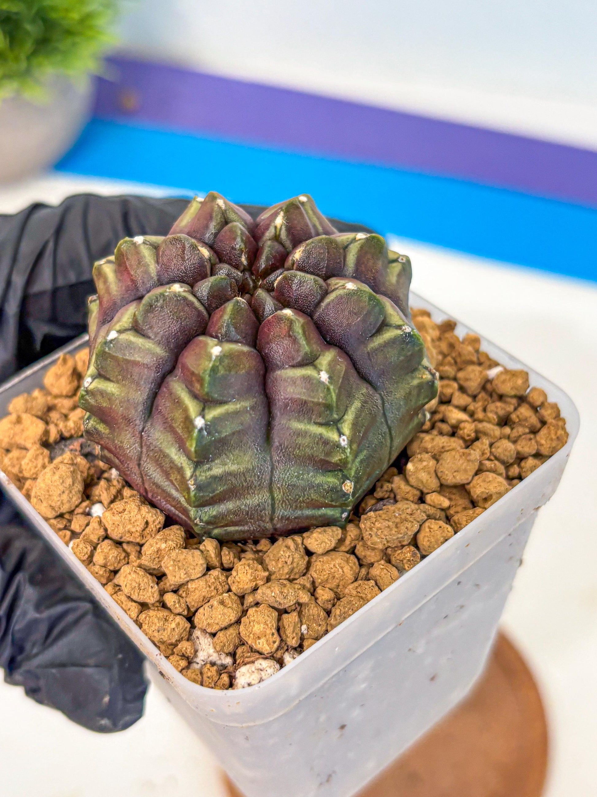 Gymnocalycium Aas DayDream (gy20) (09) | Rare Hybrids