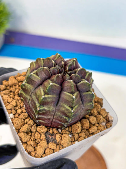 Gymnocalycium Aas DayDream (gy20) (09) | Rare Hybrids