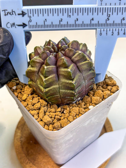 Gymnocalycium Aas DayDream (gy20) (09) | Rare Hybrids