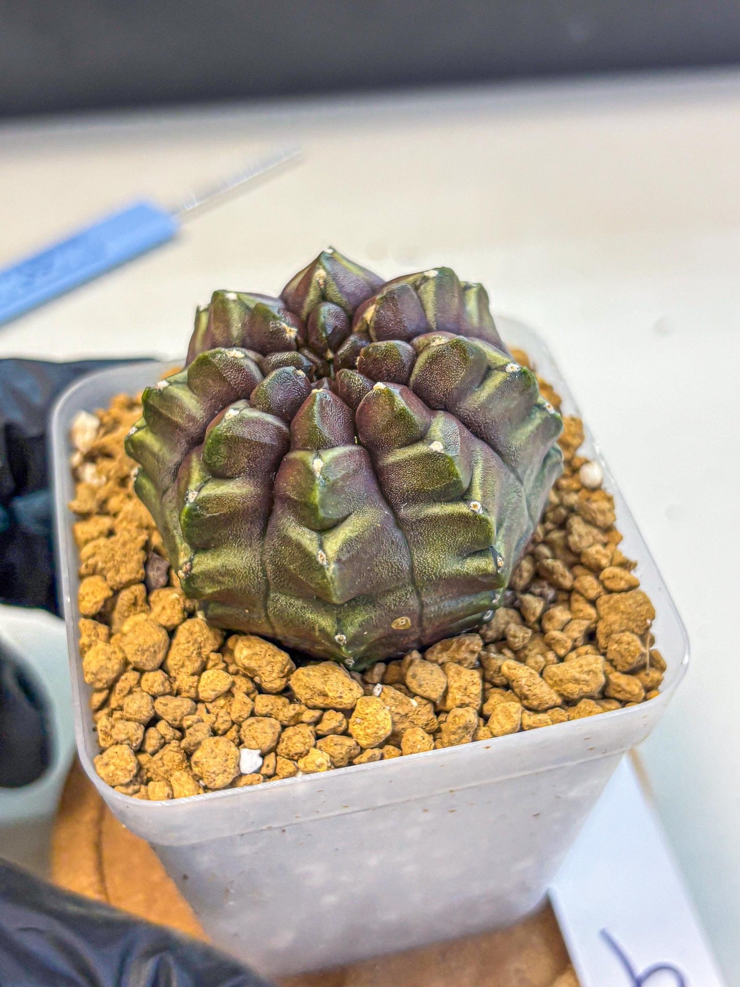 Gymnocalycium Aas DayDream (gy20) (09) | Rare Hybrids