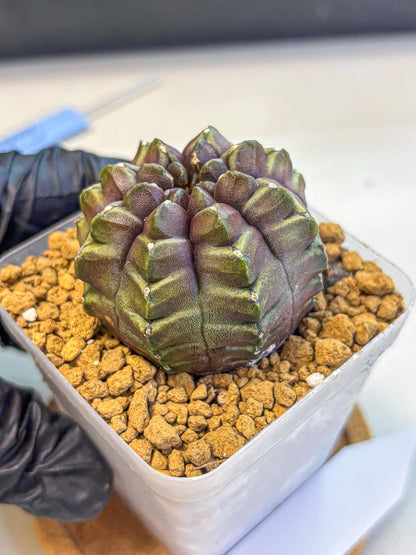 Gymnocalycium Aas DayDream (gy20) (09) | Rare Hybrids