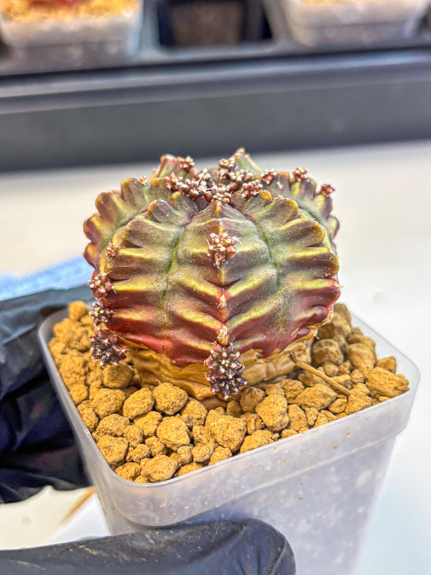 Gymnocalycium Aas DayDream (gy20) (10) | Rare Hybrids