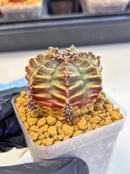 Gymnocalycium Aas DayDream (gy20) (10) | Rare Hybrids