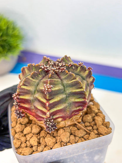 Gymnocalycium Aas DayDream (gy20) (10) | Rare Hybrids