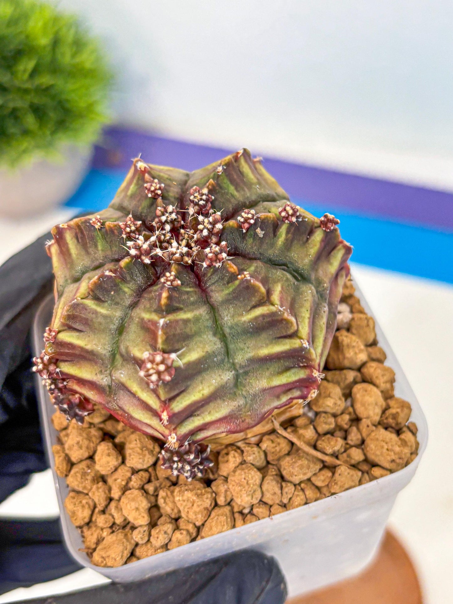 Gymnocalycium Aas DayDream (gy20) (10) | Rare Hybrids