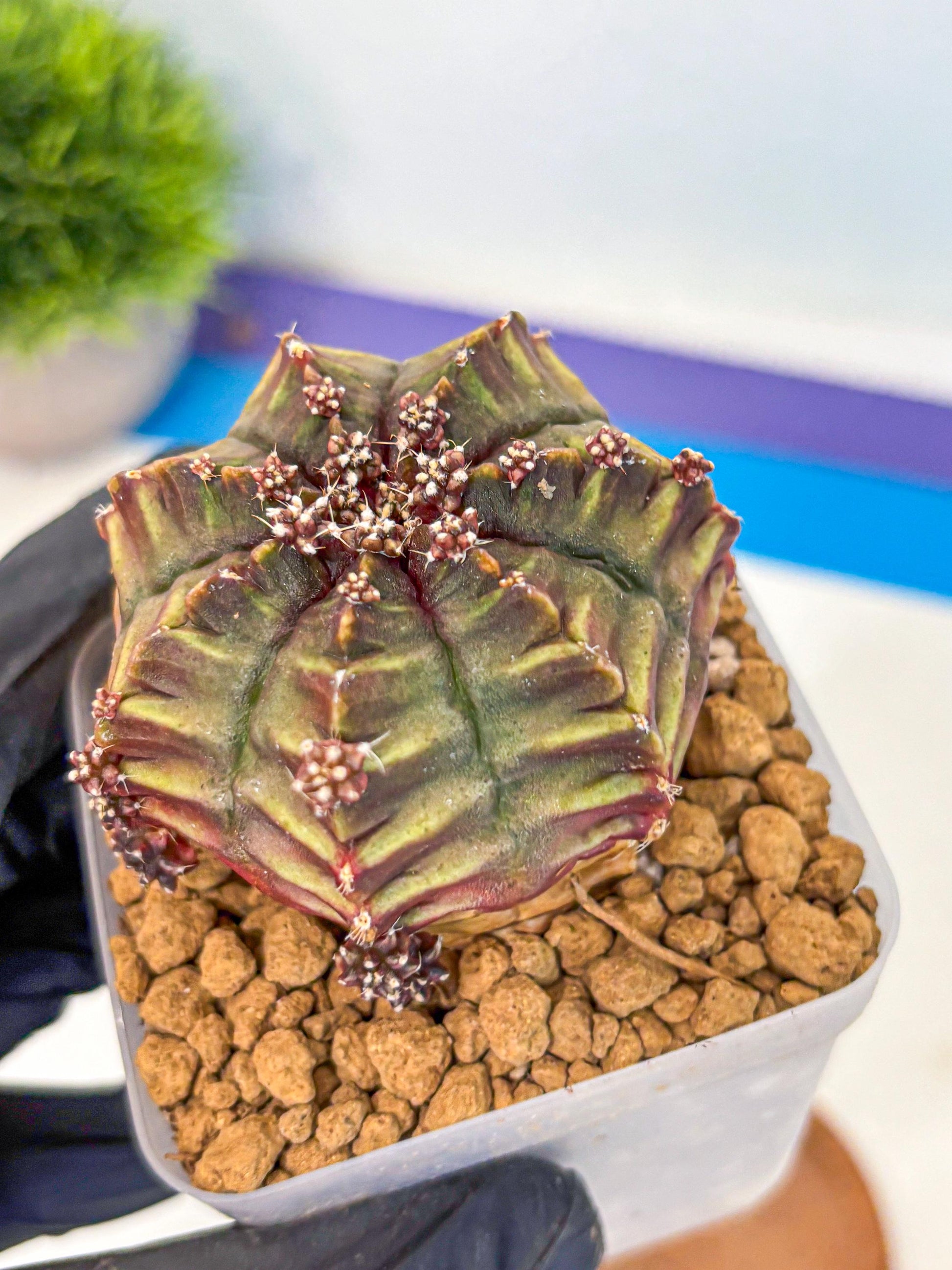 Gymnocalycium Aas DayDream (gy20) (10) | Rare Hybrids