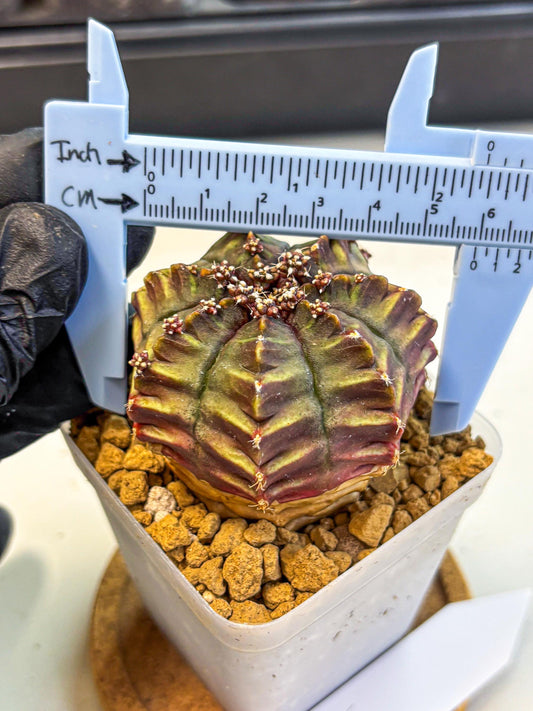 Gymnocalycium Aas DayDream (gy20) (10) | Rare Hybrids