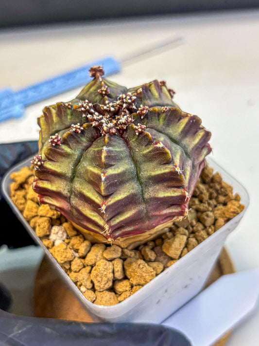 Gymnocalycium Aas DayDream (gy20) (10) | Rare Hybrids