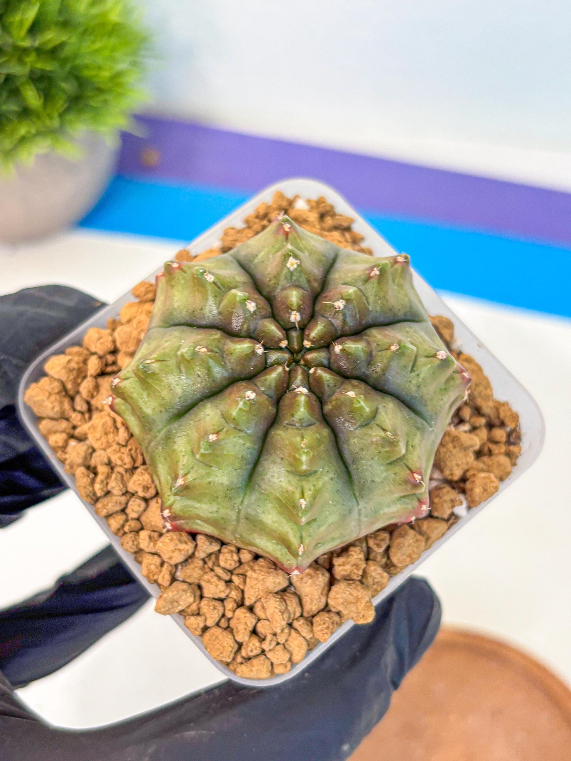 Gymnocalycium Aas DayDream (gy20) (11) | Rare Hybrids