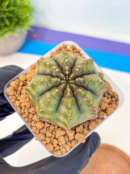 Gymnocalycium Aas DayDream (gy20) (11) | Rare Hybrids