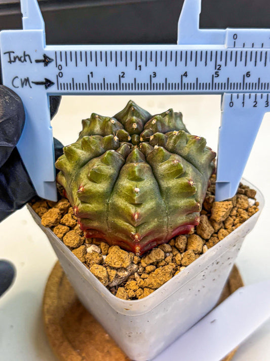 Gymnocalycium Aas DayDream (gy20) (11) | Rare Hybrids