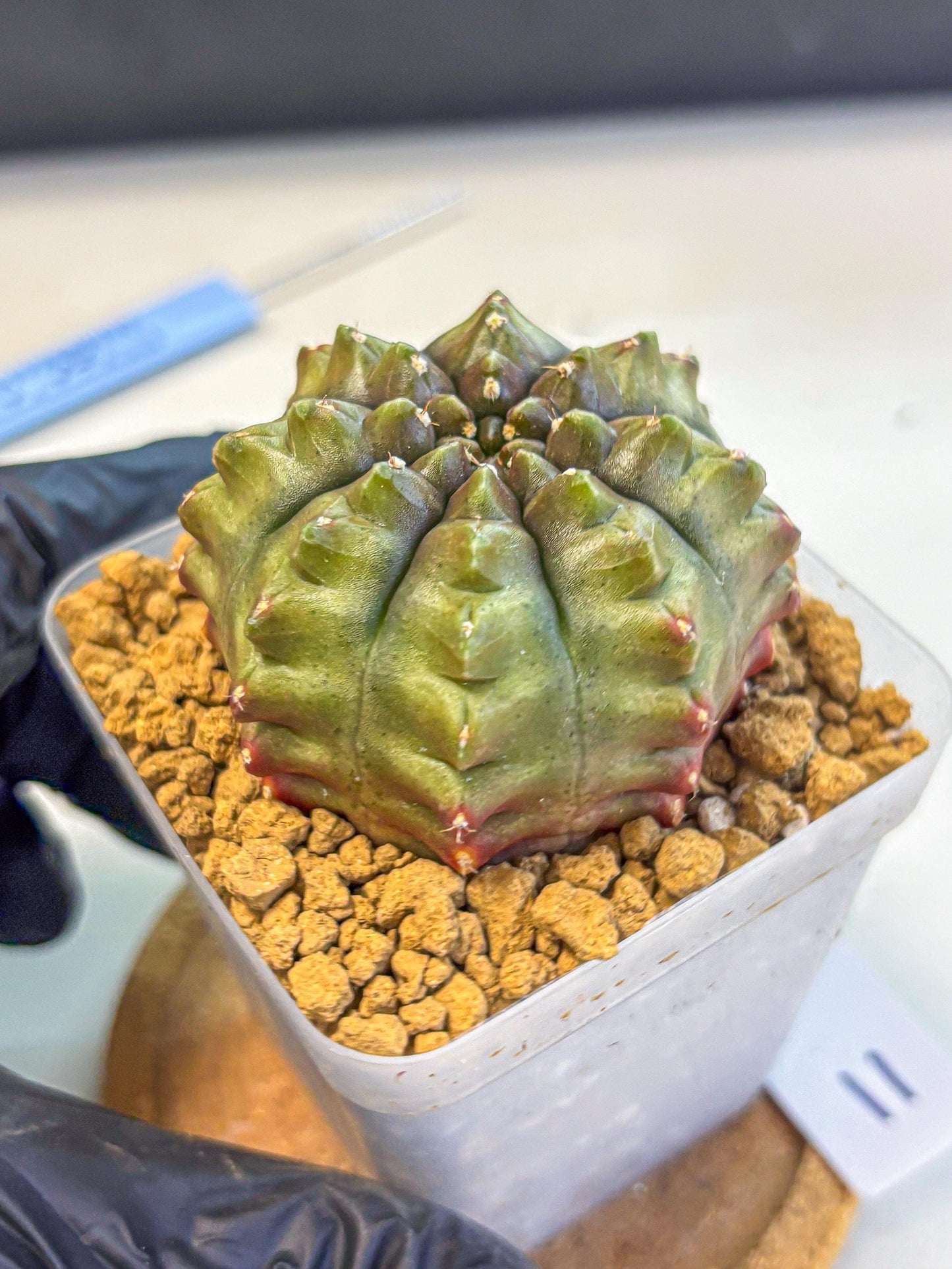 Gymnocalycium Aas DayDream (gy20) (11) | Rare Hybrids
