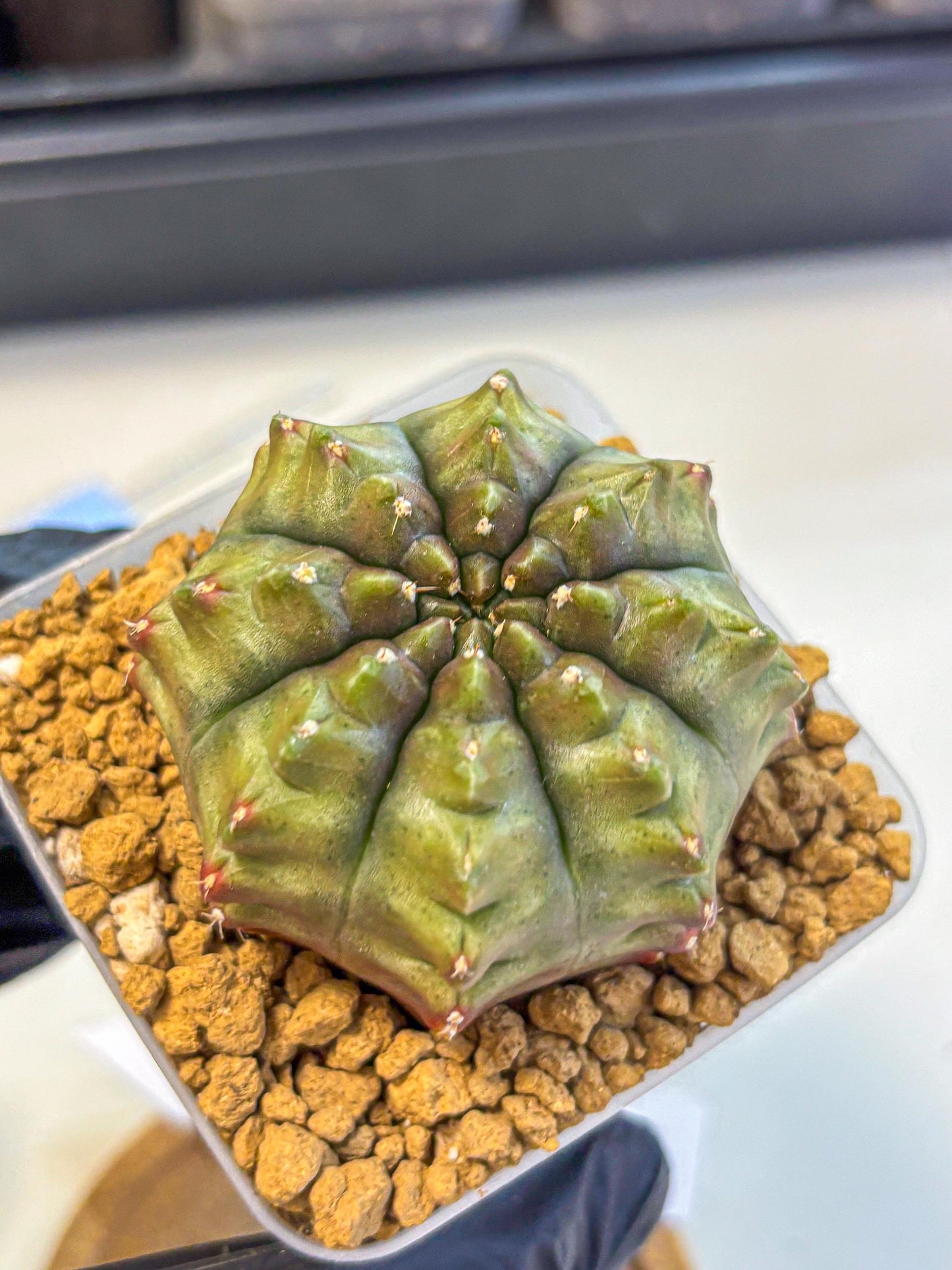 Gymnocalycium Aas DayDream (gy20) (11) | Rare Hybrids