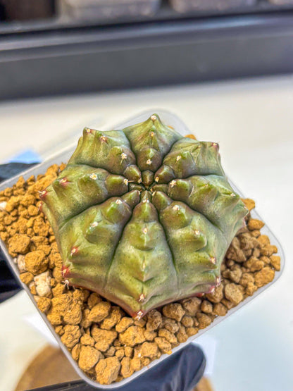 Gymnocalycium Aas DayDream (gy20) (11) | Rare Hybrids