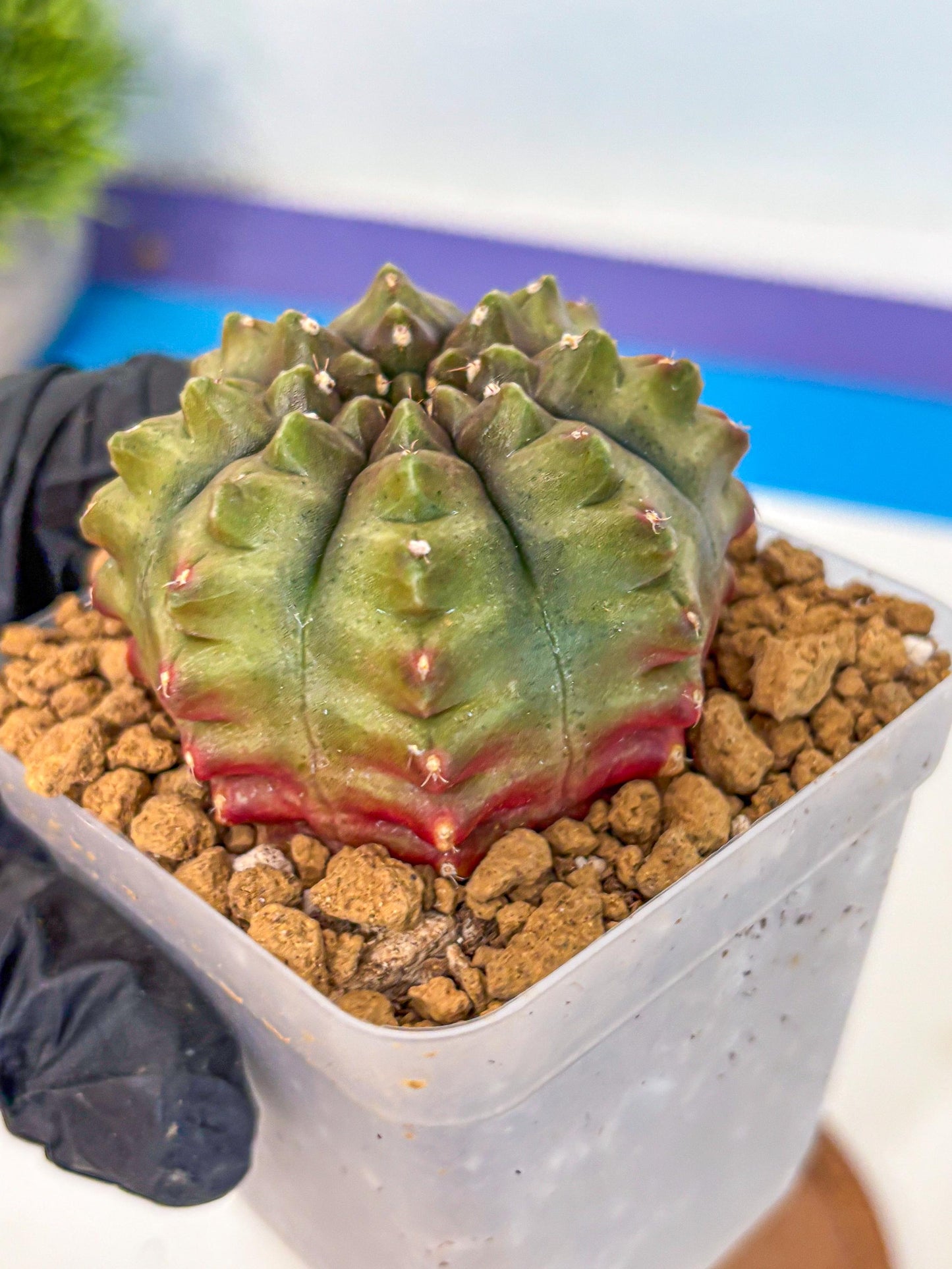 Gymnocalycium Aas DayDream (gy20) (11) | Rare Hybrids