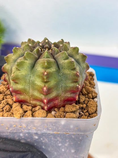 Gymnocalycium Aas DayDream (gy20) (11) | Rare Hybrids