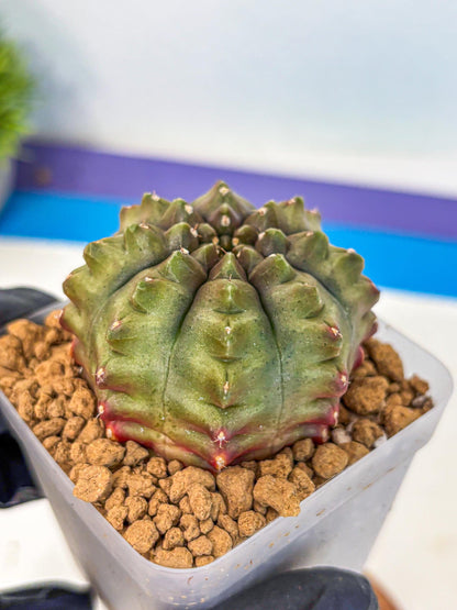 Gymnocalycium Aas DayDream (gy20) (11) | Rare Hybrids