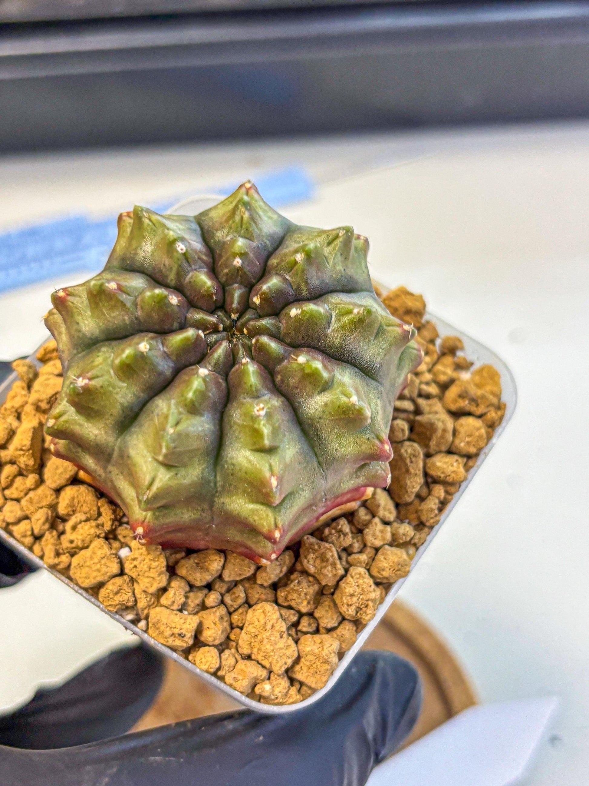 Gymnocalycium Aas DayDream (gy20) (12) | Rare Hybrids