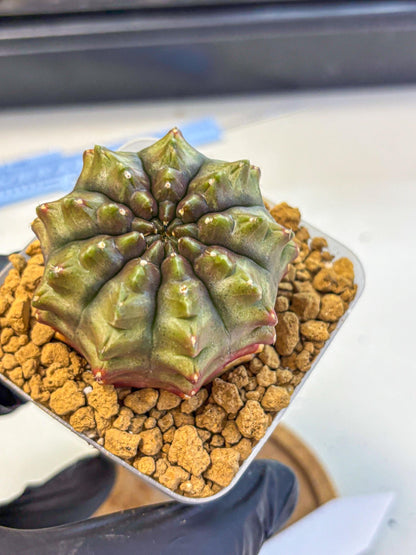 Gymnocalycium Aas DayDream (gy20) (12) | Rare Hybrids