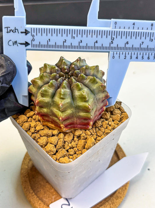 Gymnocalycium Aas DayDream (gy20) (12) | Rare Hybrids