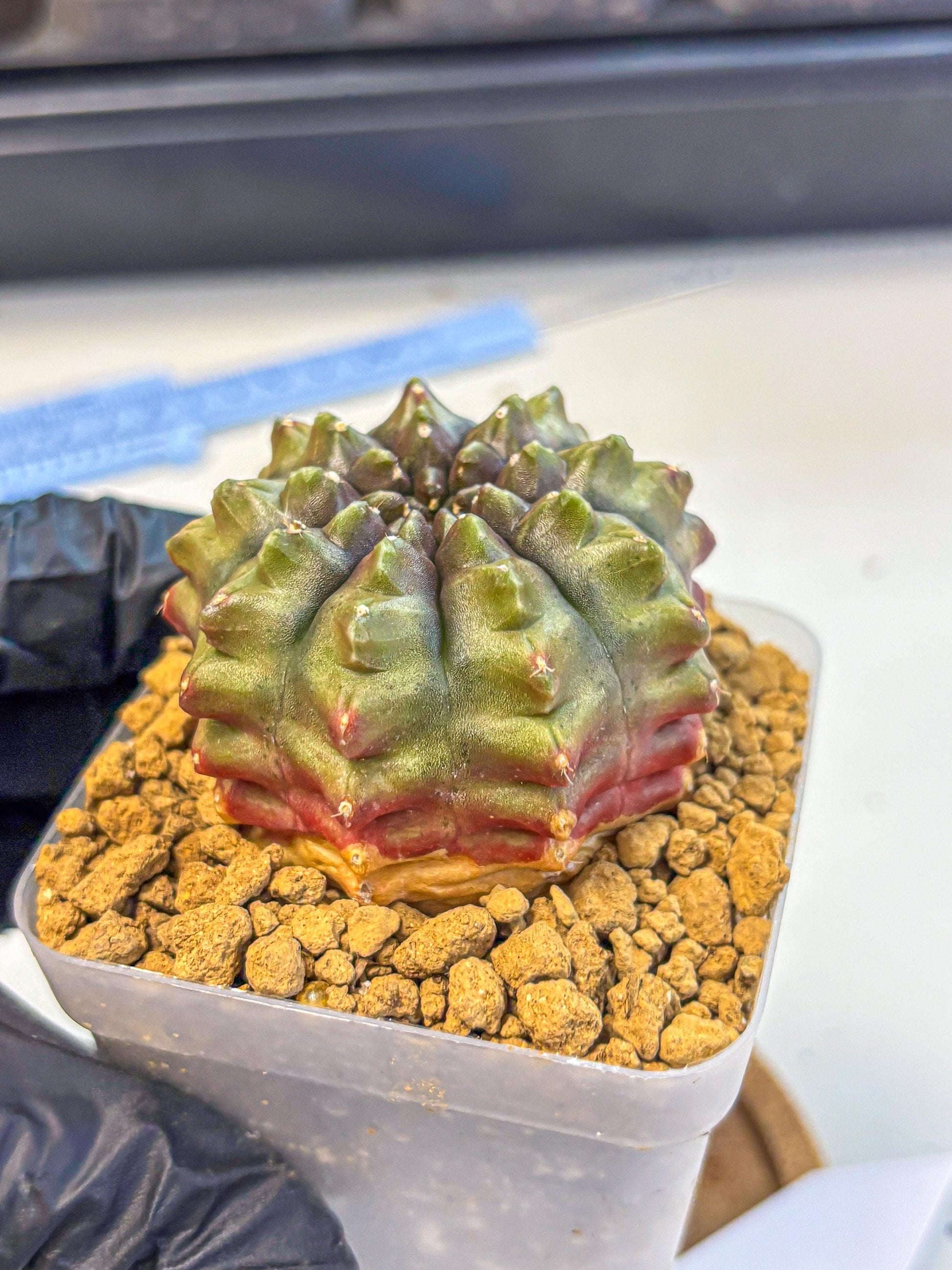 Gymnocalycium Aas DayDream (gy20) (12) | Rare Hybrids
