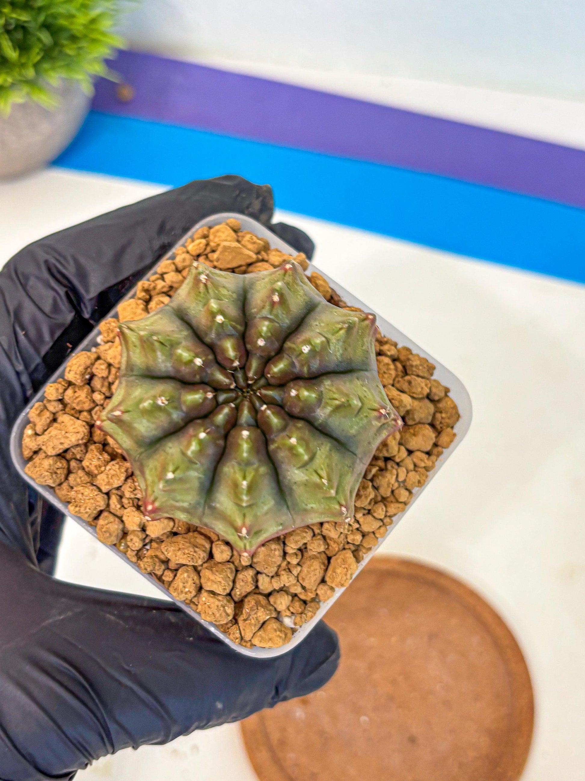 Gymnocalycium Aas DayDream (gy20) (12) | Rare Hybrids