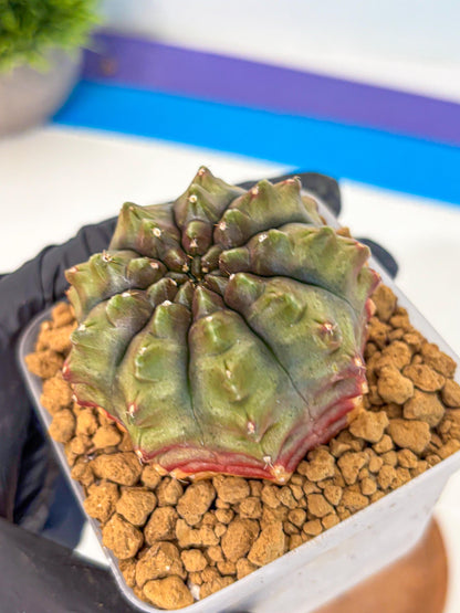 Gymnocalycium Aas DayDream (gy20) (12) | Rare Hybrids