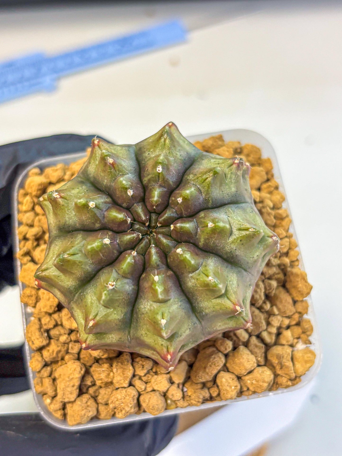 Gymnocalycium Aas DayDream (gy20) (12) | Rare Hybrids