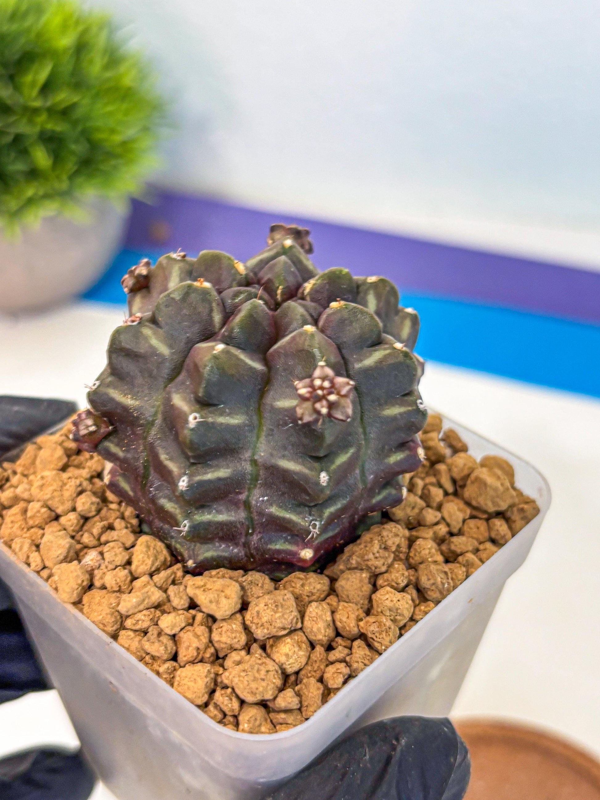 Gymnocalycium Aas DayDream (gy20) (13) | Rare Hybrids