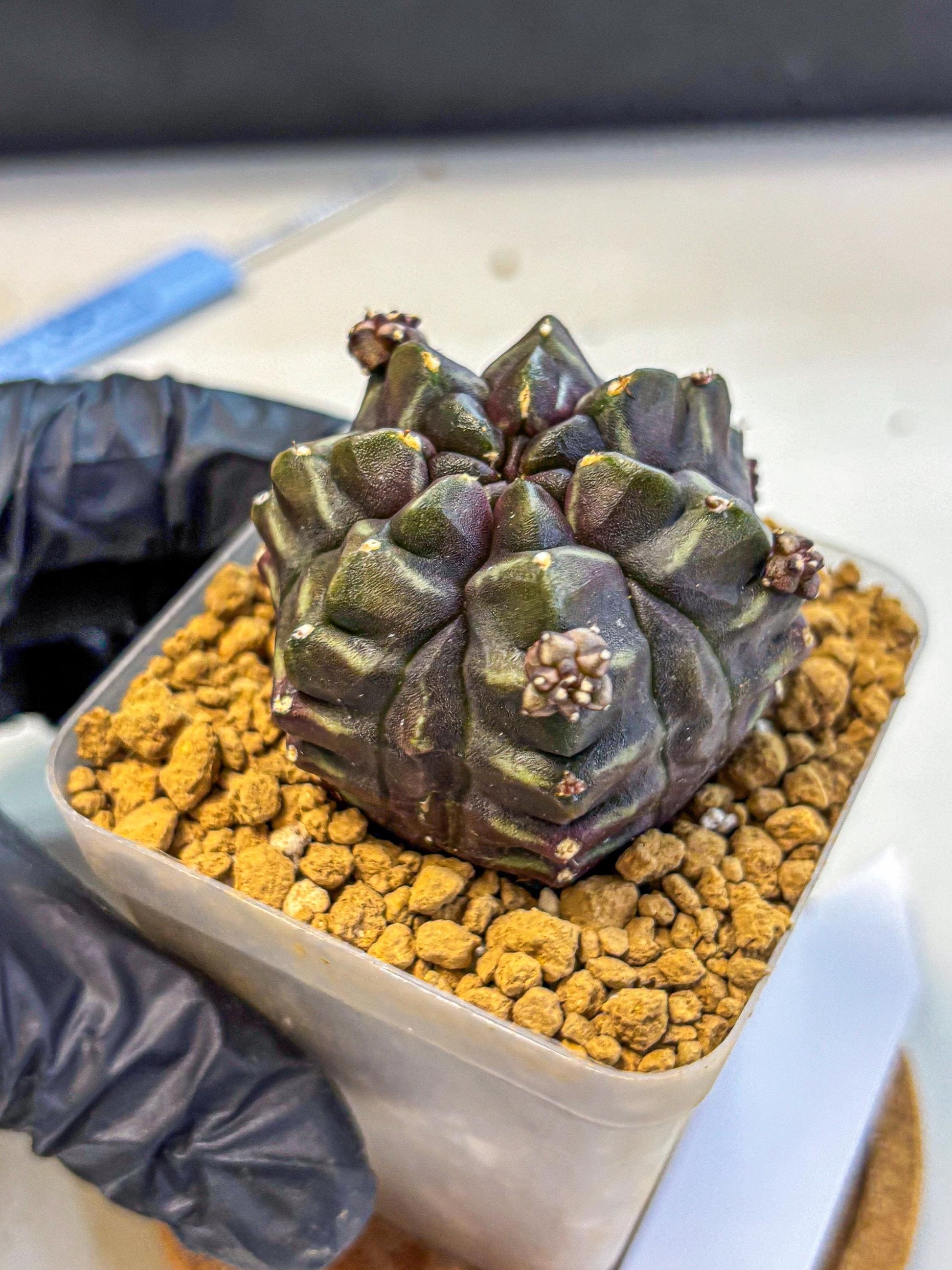 Gymnocalycium Aas DayDream (gy20) (13) | Rare Hybrids