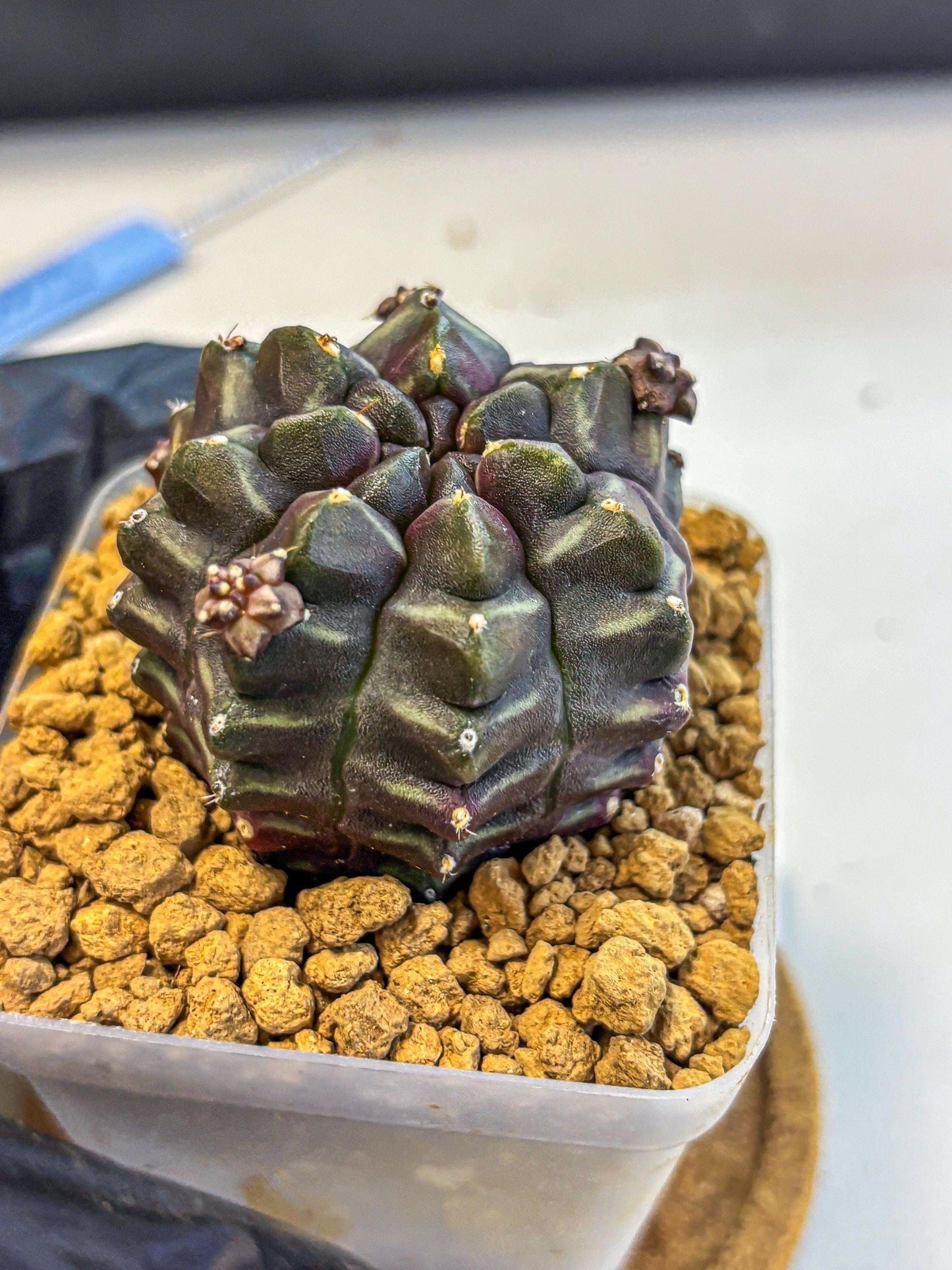 Gymnocalycium Aas DayDream (gy20) (13) | Rare Hybrids