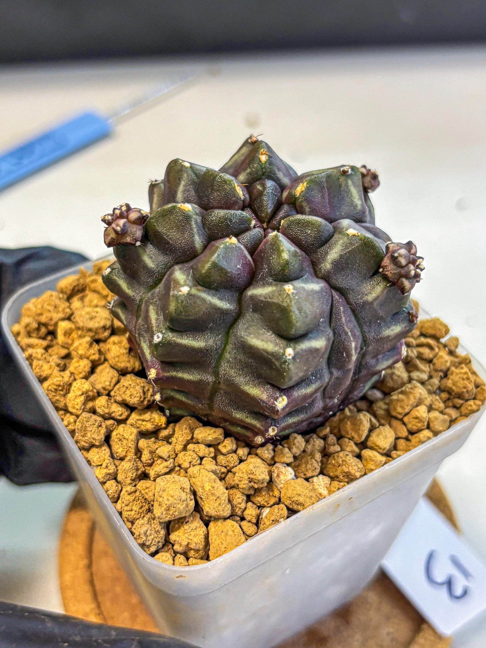 Gymnocalycium Aas DayDream (gy20) (13) | Rare Hybrids