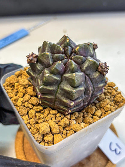 Gymnocalycium Aas DayDream (gy20) (13) | Rare Hybrids