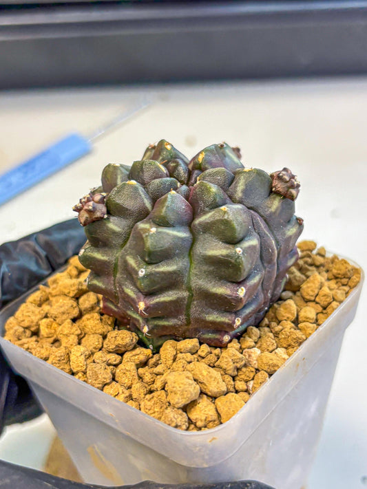 Gymnocalycium Aas DayDream (gy20) (13) | Rare Hybrids
