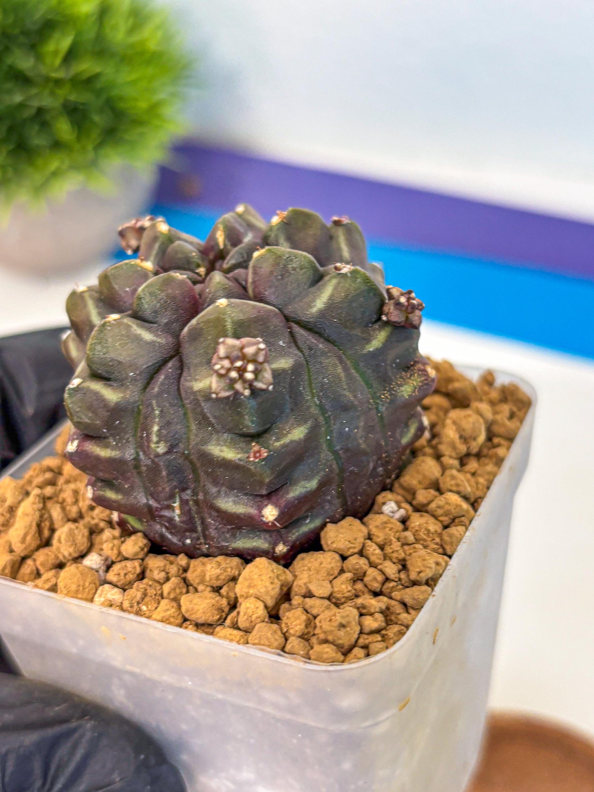 Gymnocalycium Aas DayDream (gy20) (13) | Rare Hybrids
