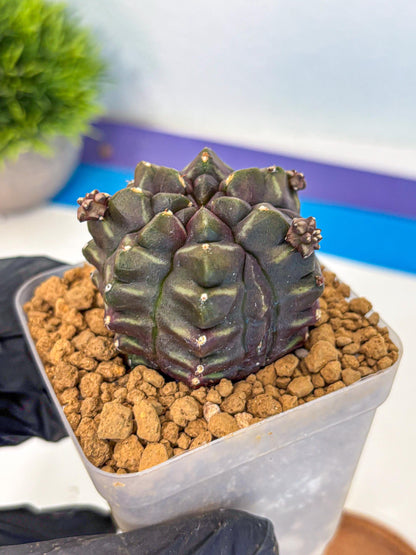 Gymnocalycium Aas DayDream (gy20) (13) | Rare Hybrids