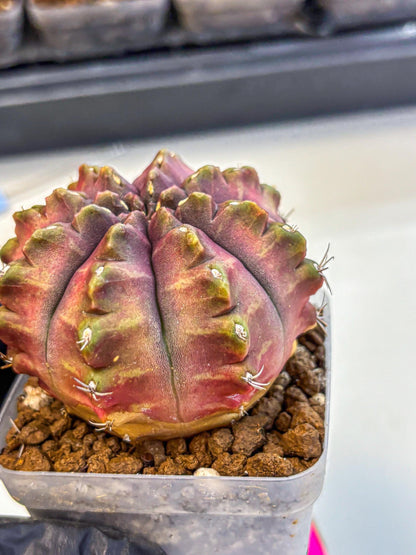 Gymnocalycium Aas DayDream (gy21) (pp) | Rare Hybrids
