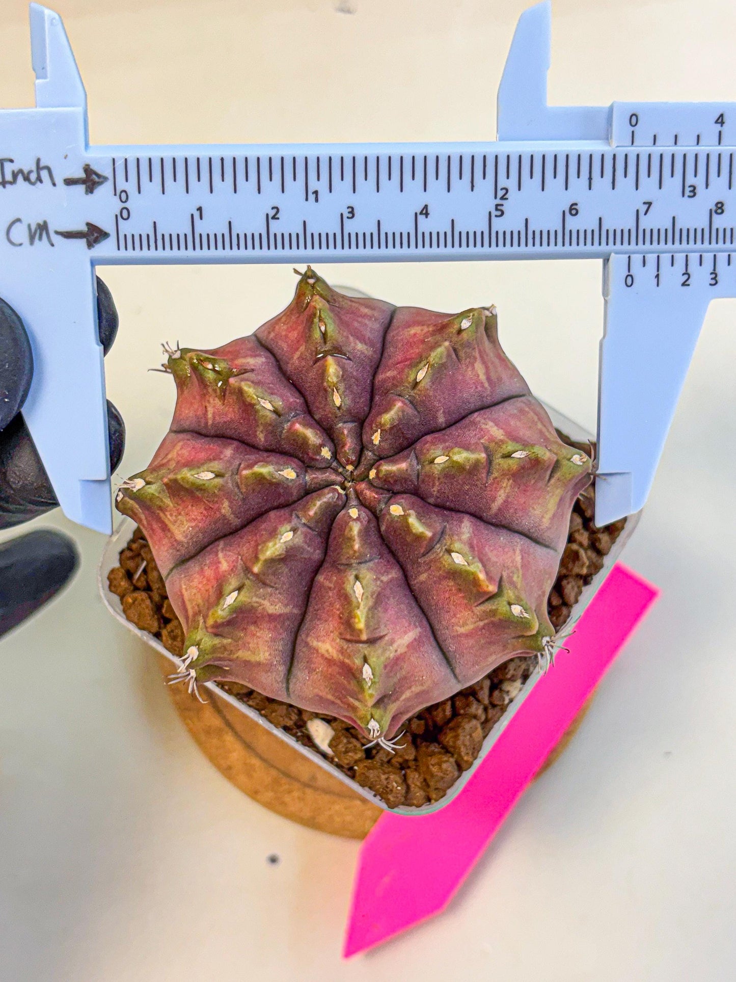 Gymnocalycium Aas DayDream (gy21) (pp) | Rare Hybrids